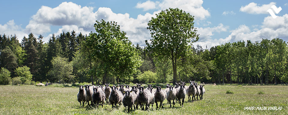 Gotlannissa voit nähdä vaikka lampaita.